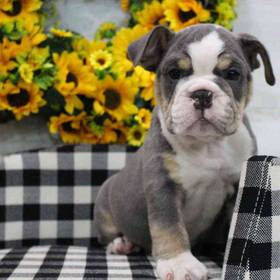 English Bulldog