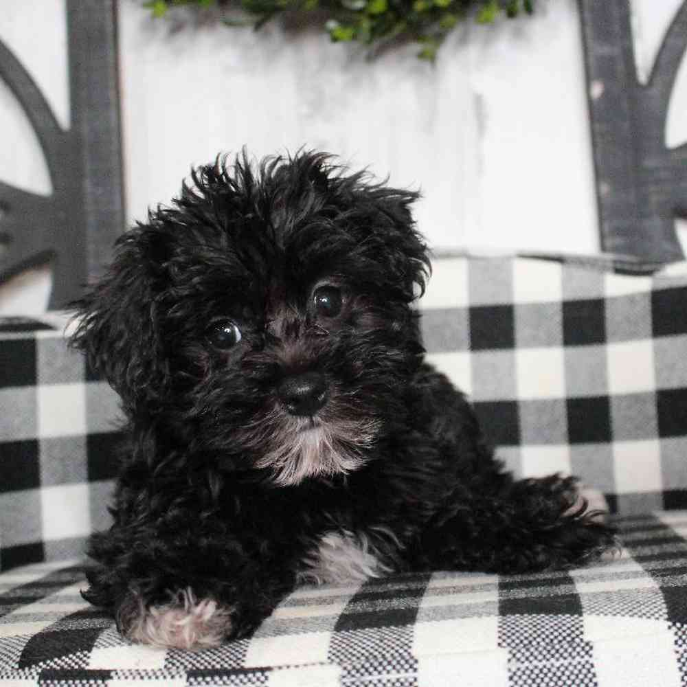 Male Yorkie-Poo Puppy for sale