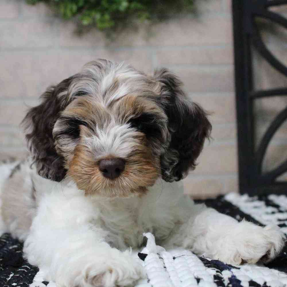 carousel pet images