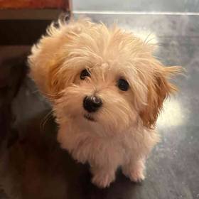 Maltipoo