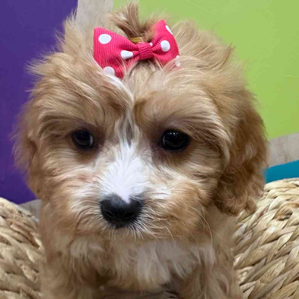 carousel pet images