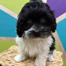 Havanese