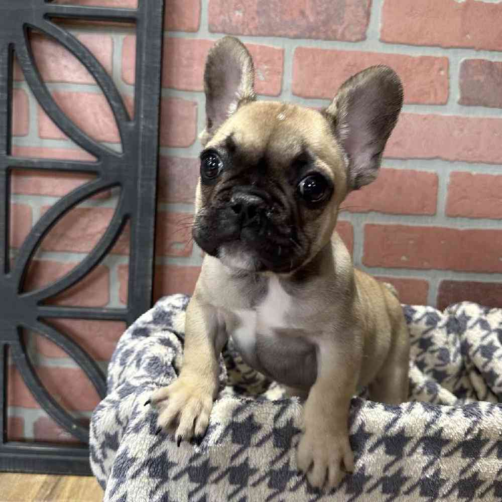 Female French Bulldog Puppy for Sale in Joplin, MO