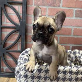 French Bulldog