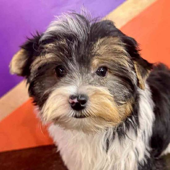 Benny
