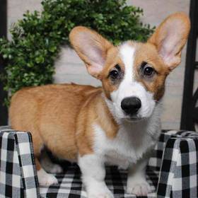 Pembroke Welsh Corgi