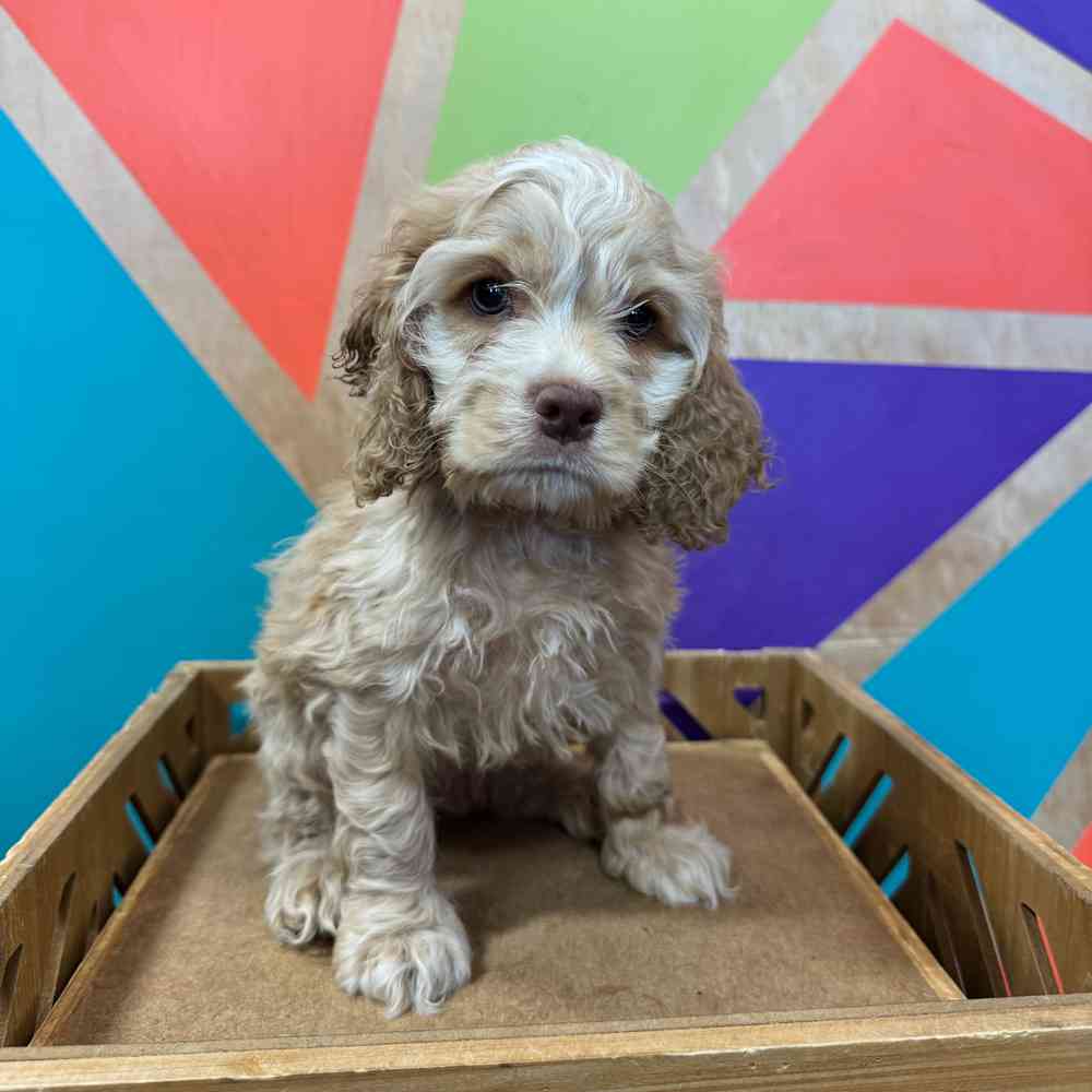 Image of a pet breed in the gallery