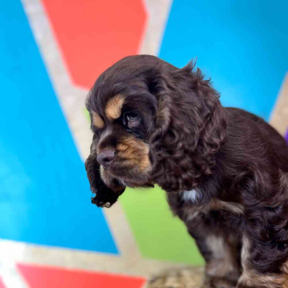 carousel pet images
