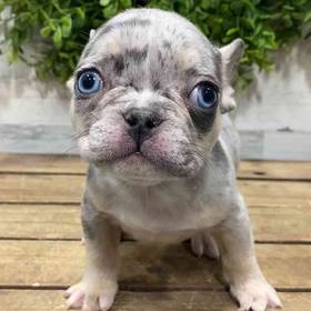 French Bulldog