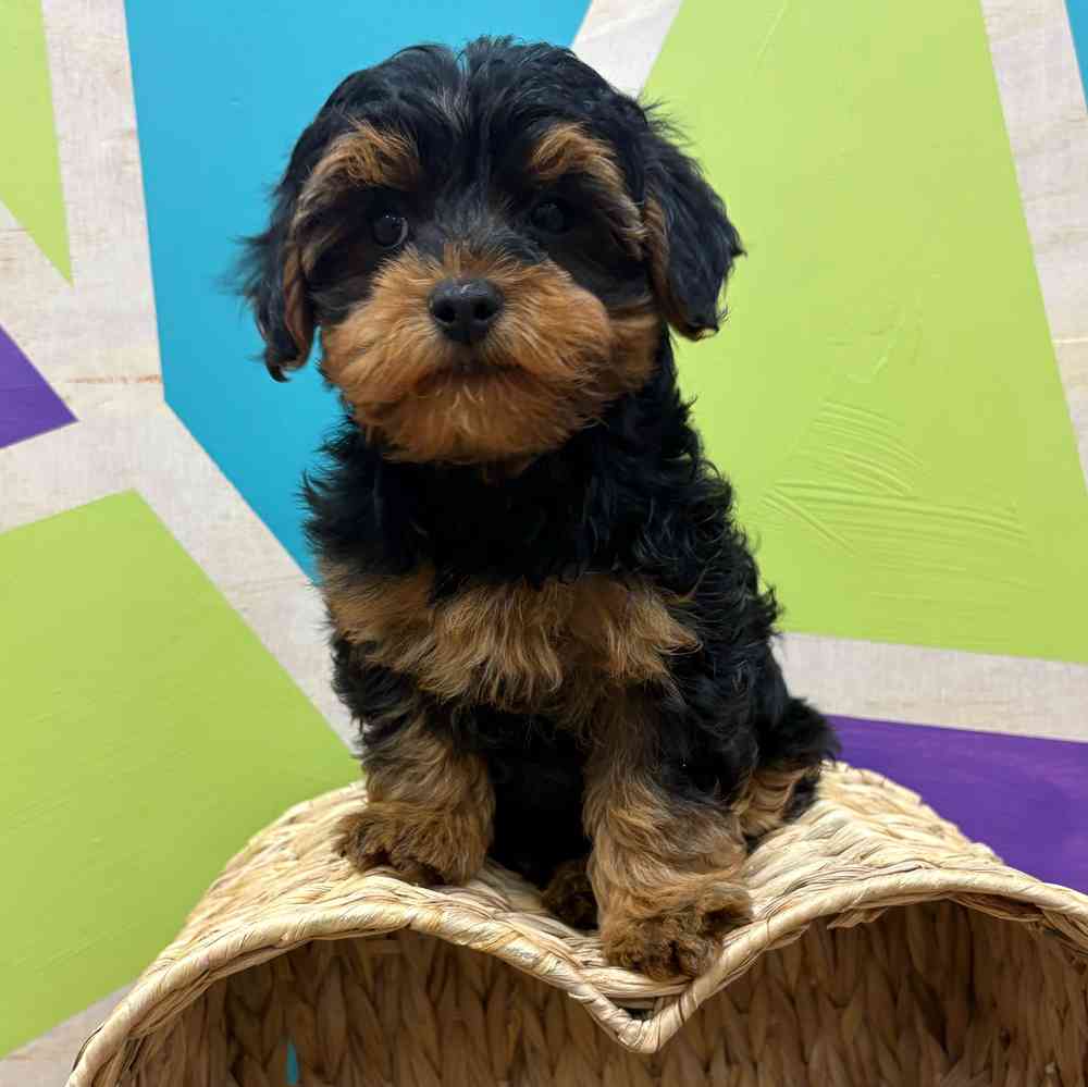 carousel pet images