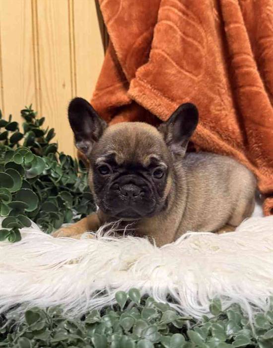 French Bulldog