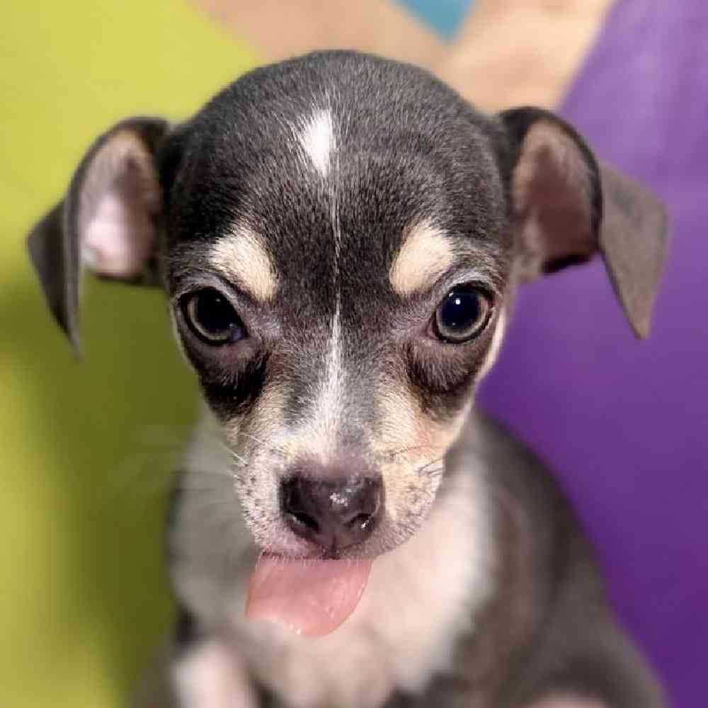 Male Chihuahua Puppy for Sale in Joplin, MO
