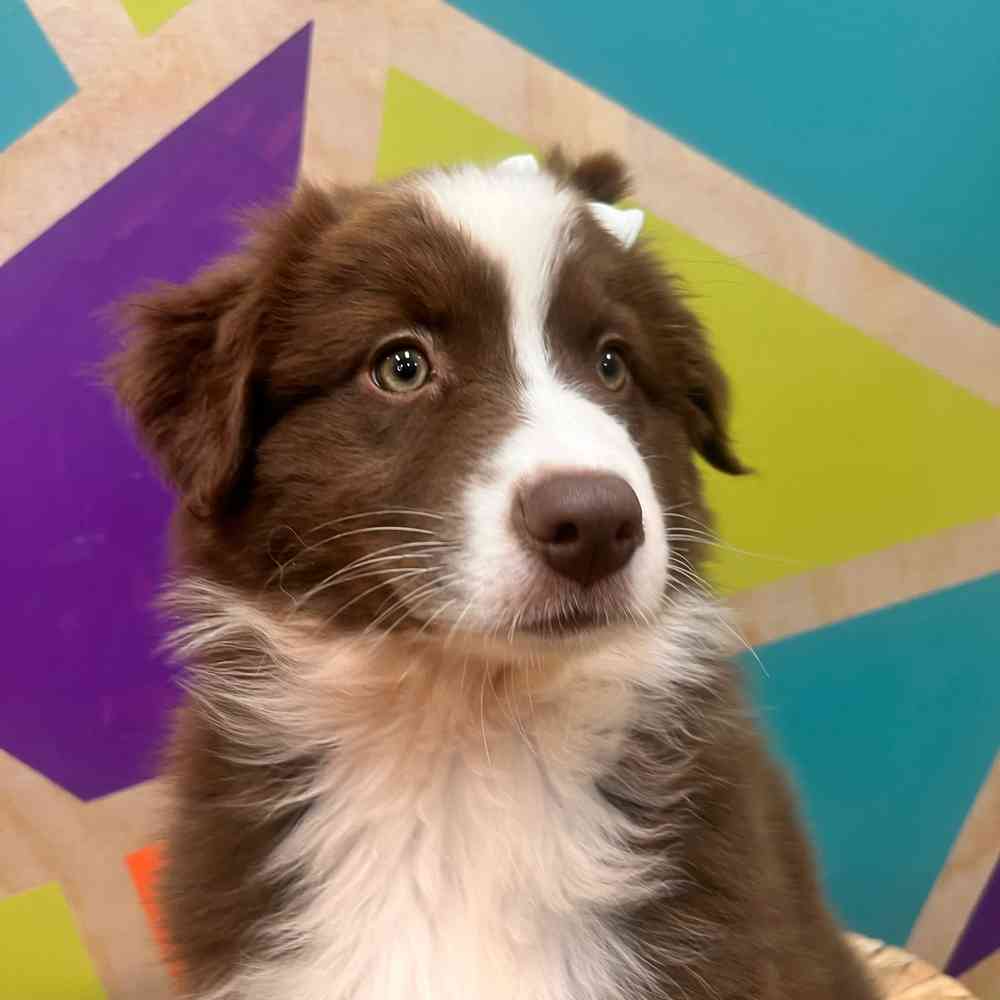 Image of a pet breed in the gallery