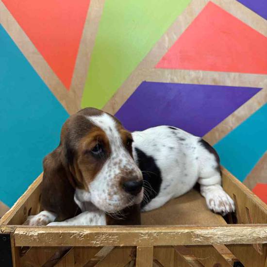 Basset Hound