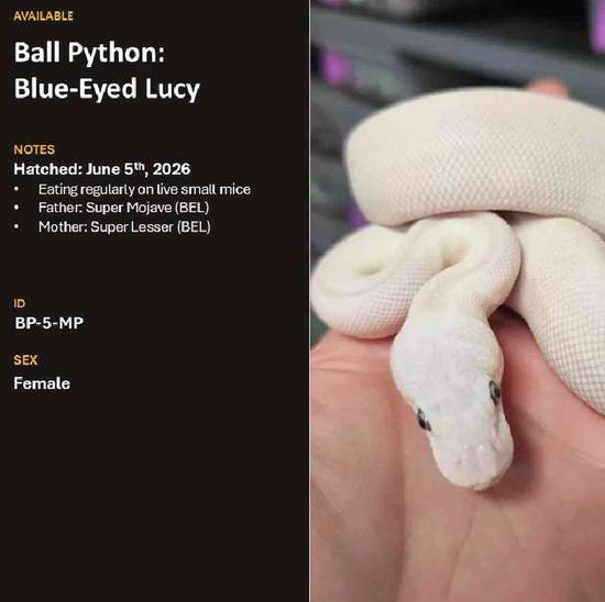 Ball Python