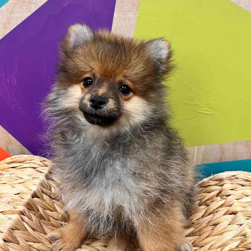 carousel pet images