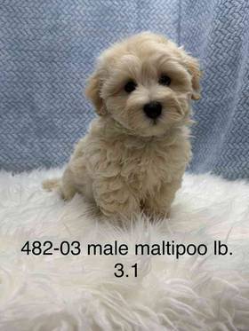 Maltipoo