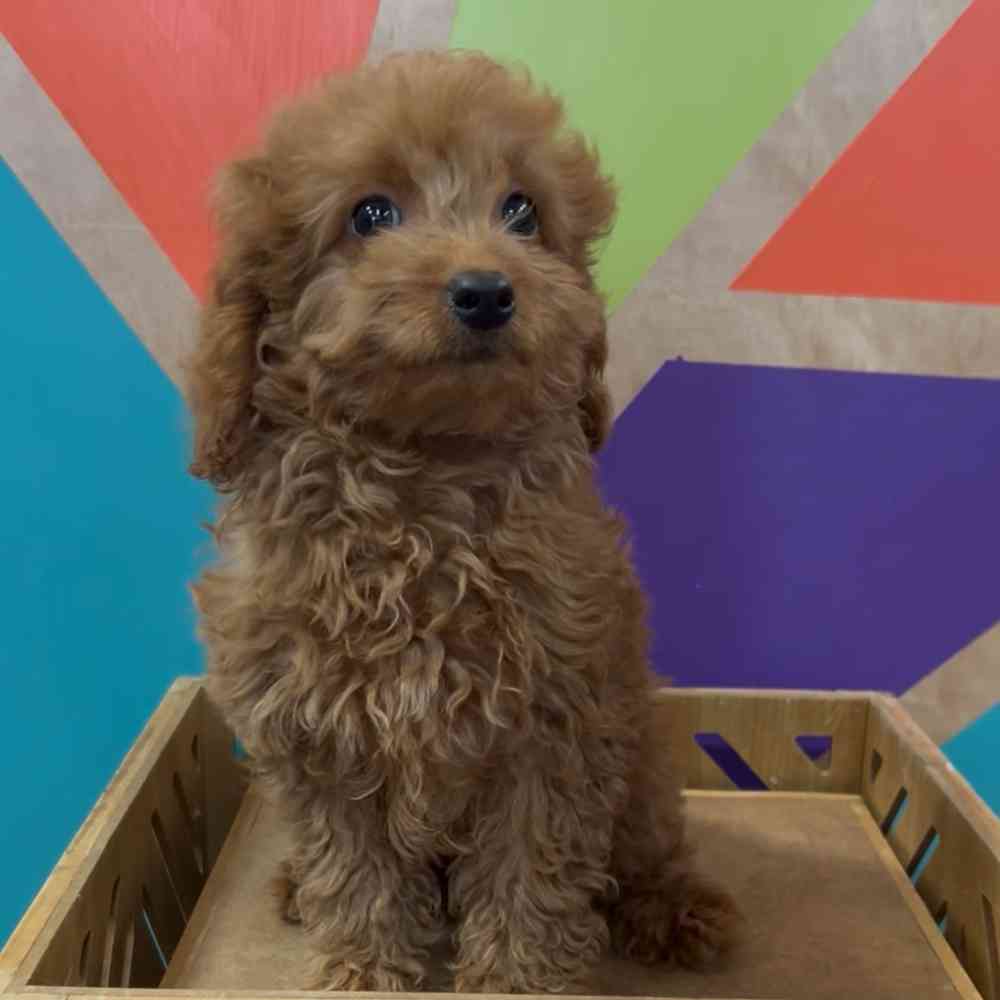 Image of a pet breed in the gallery