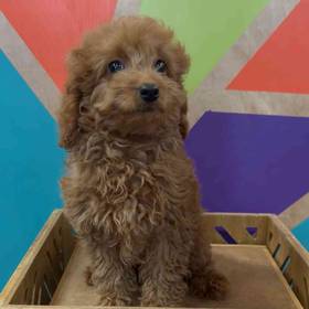 F1B Mini Goldendoodle