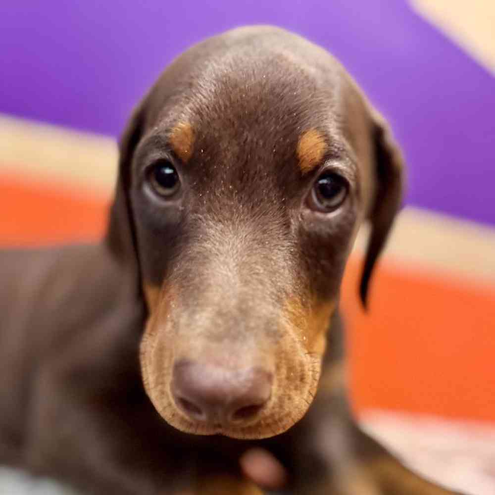 carousel pet images