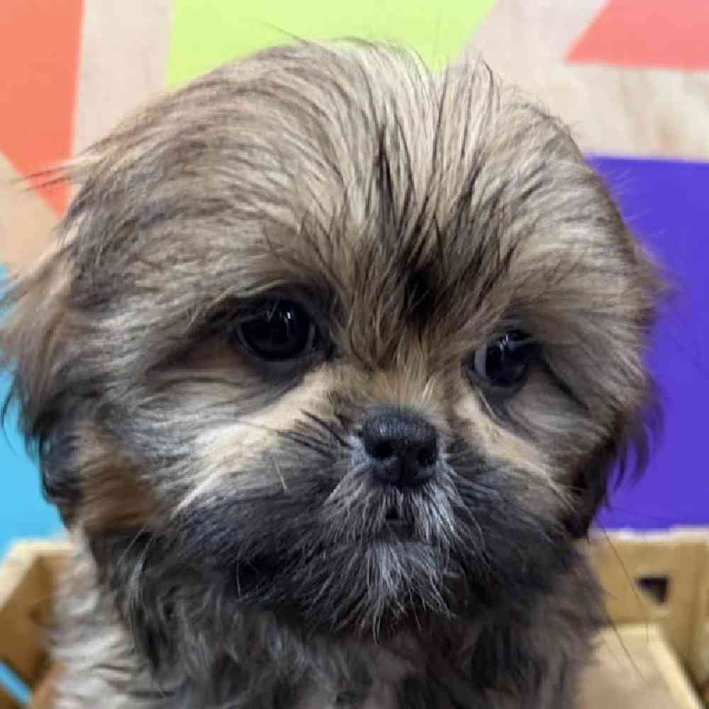 carousel pet images