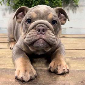 English Bulldog