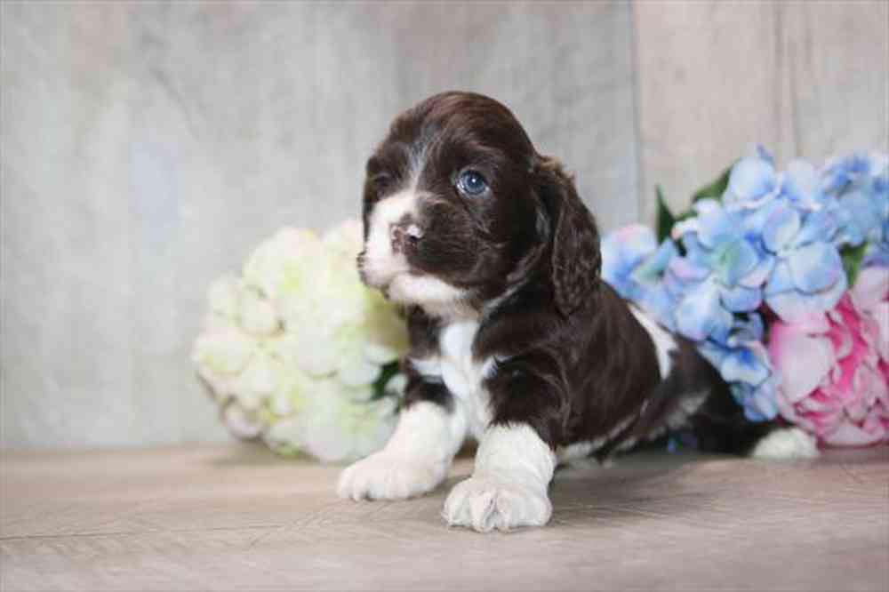 carousel pet images