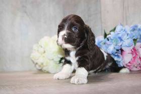 Cocker Spaniel