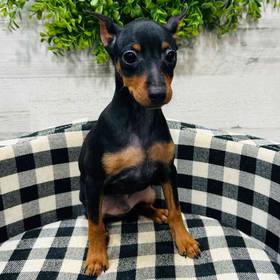 Min Pin