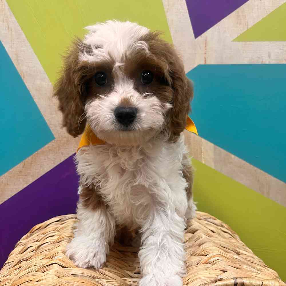 carousel pet images