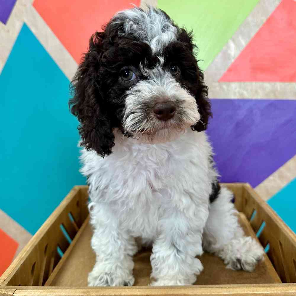 carousel pet images
