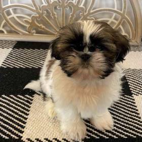 Shih Tzu