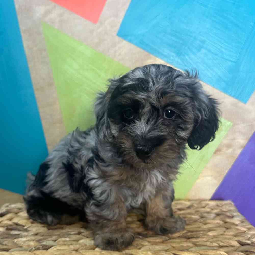 Image of a pet breed in the gallery