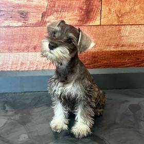 Mini Schnauzer