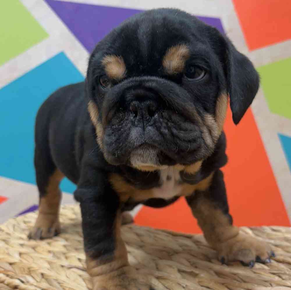 carousel pet images
