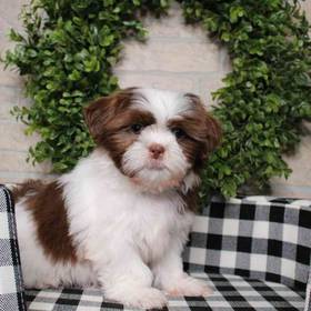 Shih Tzu