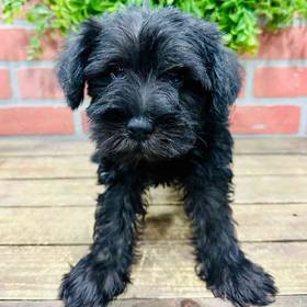 Mini Schnauzer
