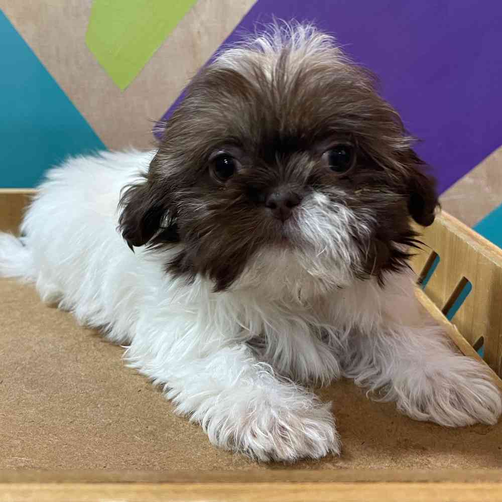 carousel pet images