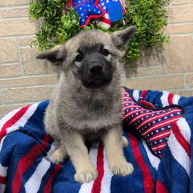 Norwegian Elkhound