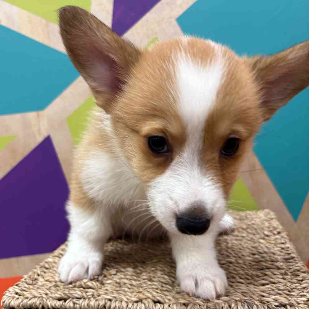carousel pet images