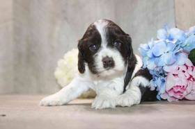 Cocker Spaniel