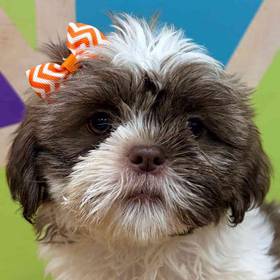 Shih Tzu
