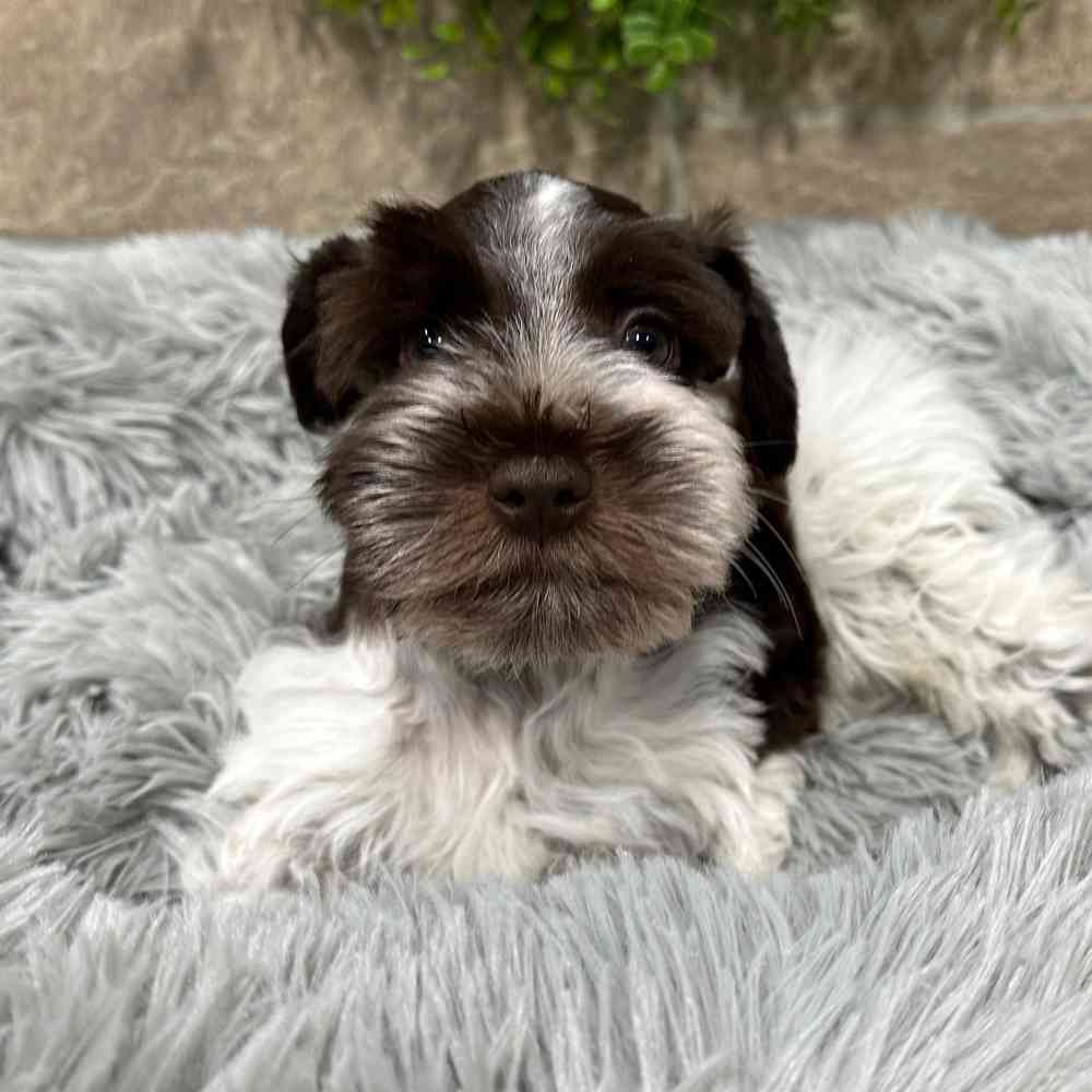 carousel pet images