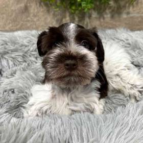 Mini Schnauzer