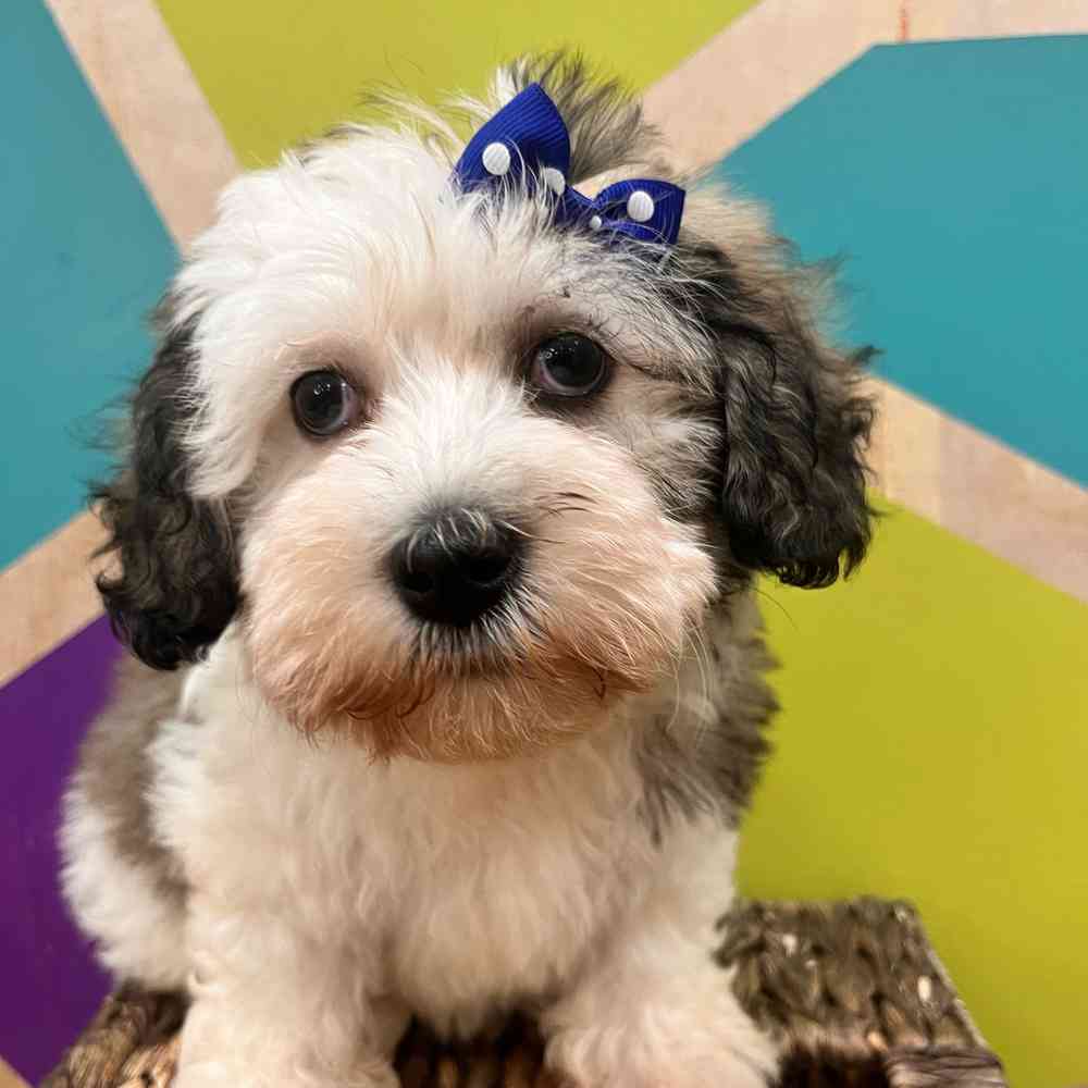 carousel pet images