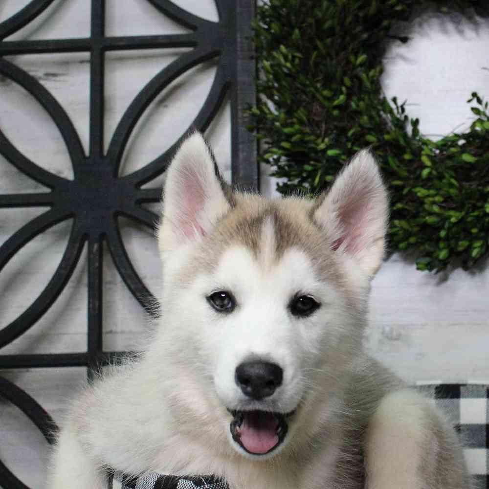 Female Siberian Husky Puppy for sale