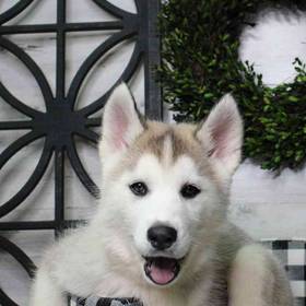 Siberian Husky