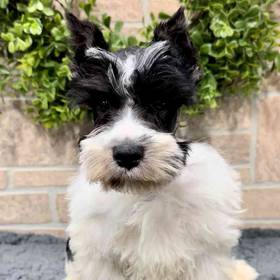 Mini Schnauzer