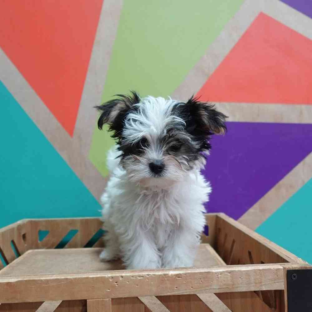 carousel pet images
