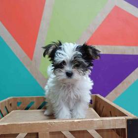 Morkie